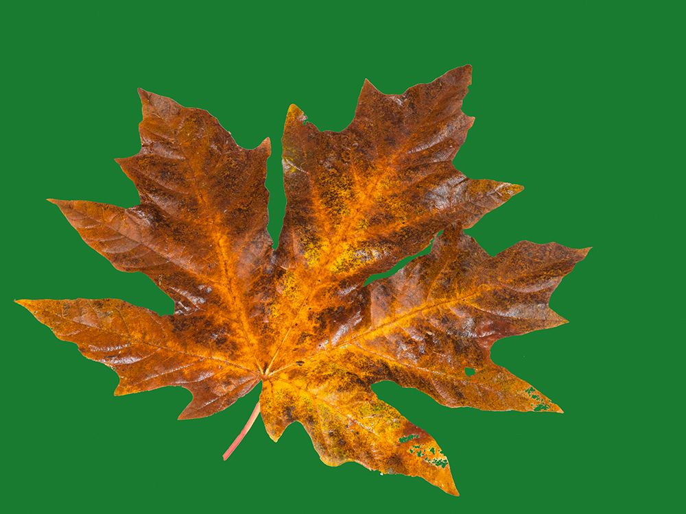 USA-Washington State Big leaf maple leaf on dark green still-life